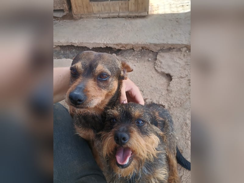 Tuko sucht sein Glück – kleiner Hund mit großem Herz