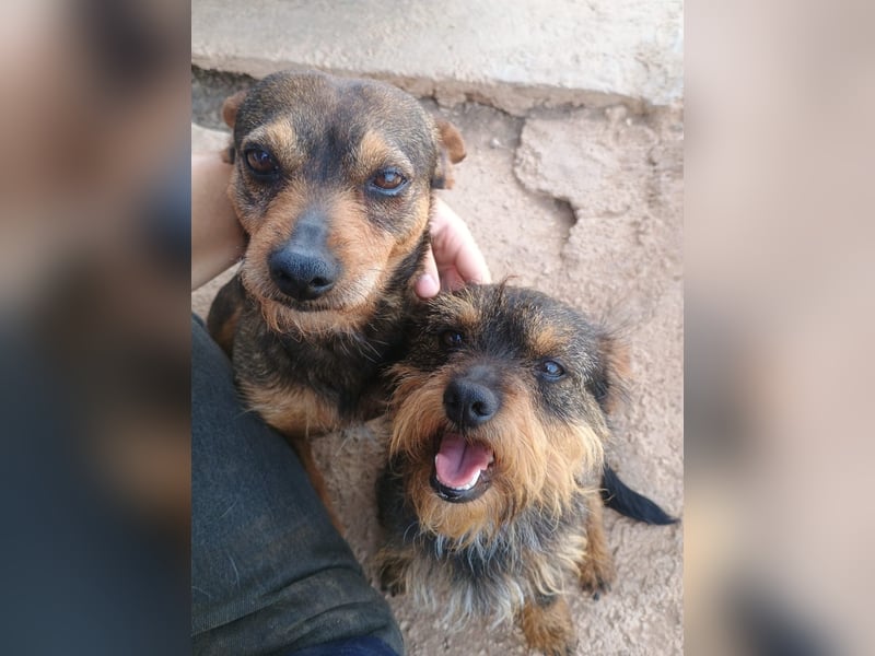 Tuko sucht sein Glück – kleiner Hund mit großem Herz