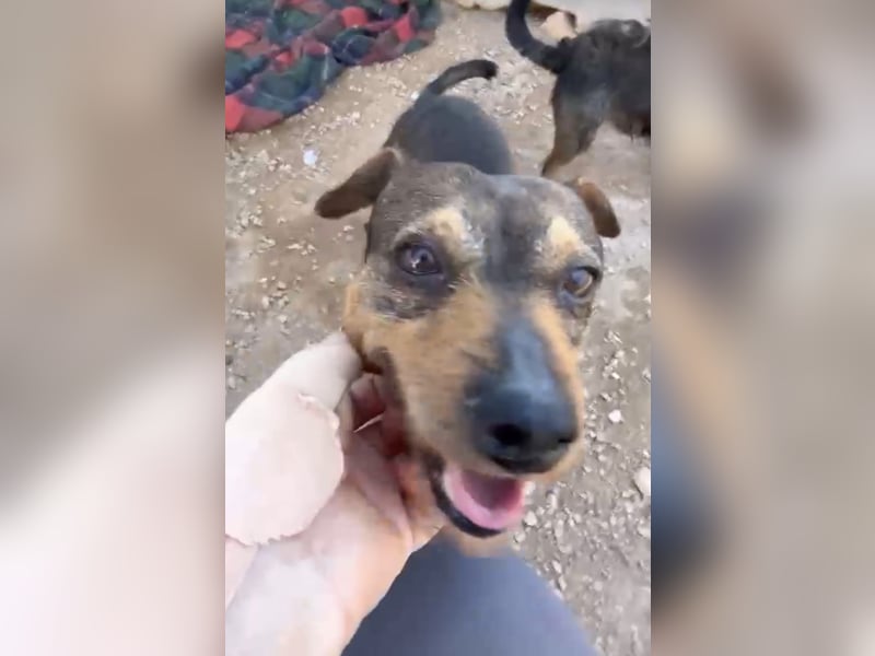 Tuko sucht sein Glück – kleiner Hund mit großem Herz
