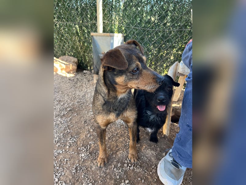 Tuko sucht sein Glück – kleiner Hund mit großem Herz