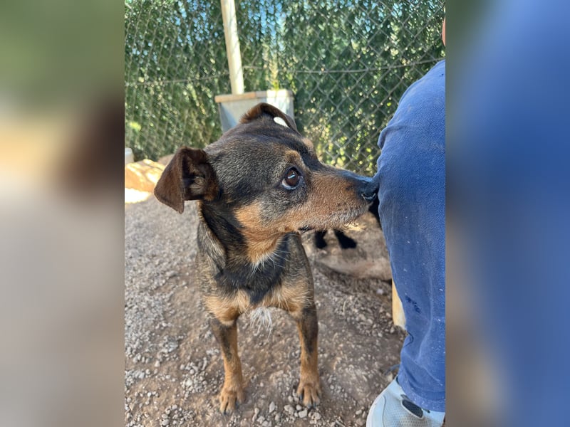 Tuko sucht sein Glück – kleiner Hund mit großem Herz
