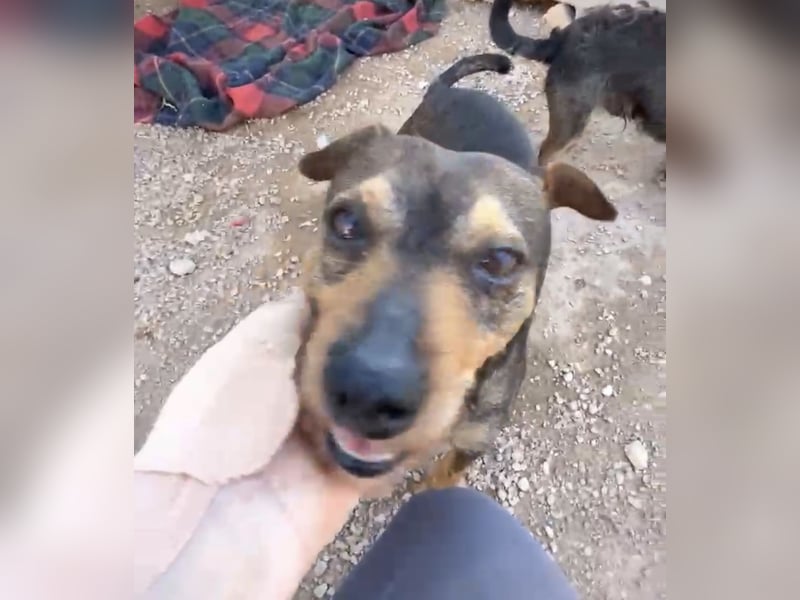 Tuko sucht sein Glück – kleiner Hund mit großem Herz