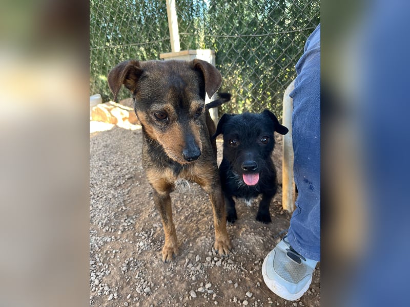 Tuko sucht sein Glück – kleiner Hund mit großem Herz