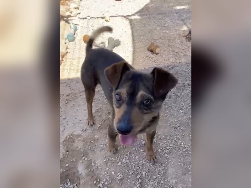 Tuko sucht sein Glück – kleiner Hund mit großem Herz