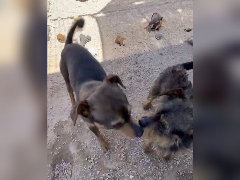 Tuko sucht sein Glück – kleiner Hund mit großem Herz