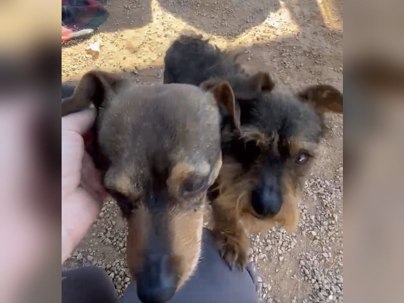 Tuko sucht sein Glück – kleiner Hund mit großem Herz