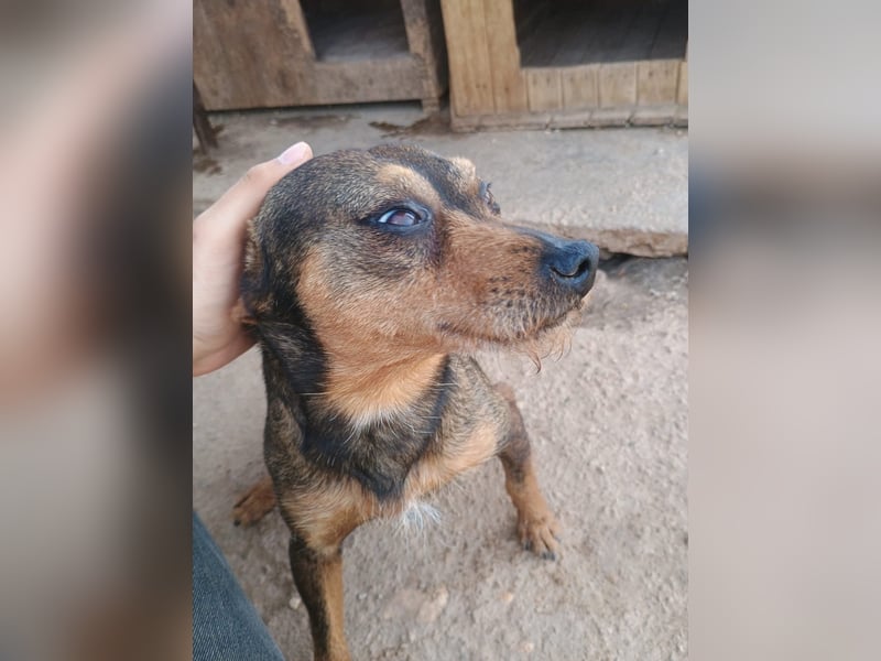 Tuko sucht sein Glück – kleiner Hund mit großem Herz