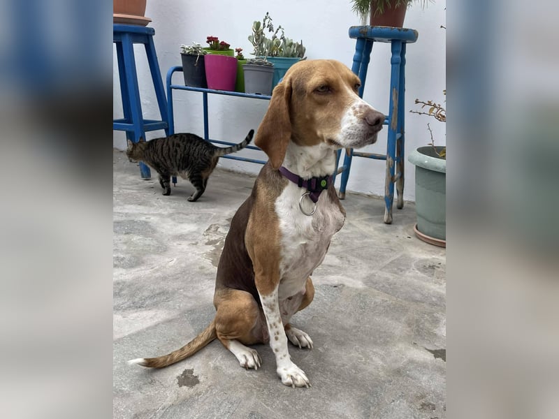 Hera sucht ein liebevolles Zuhause