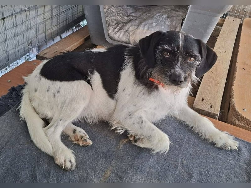 Cara wünscht sich ein Zuhause