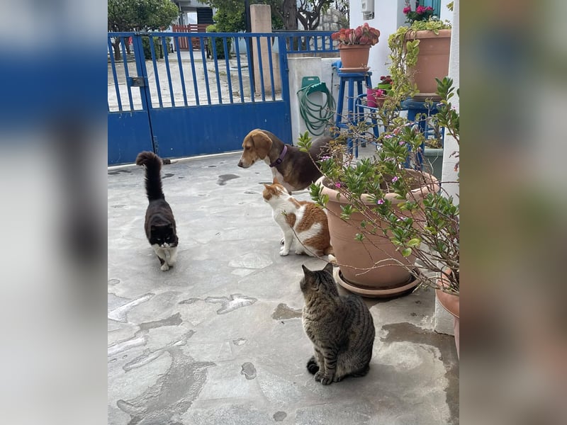 Hera sucht ein liebevolles Zuhause