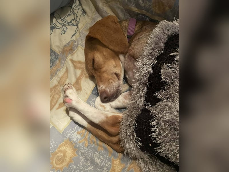 Hera sucht ein liebevolles Zuhause