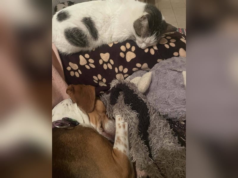 Hera sucht ein liebevolles Zuhause