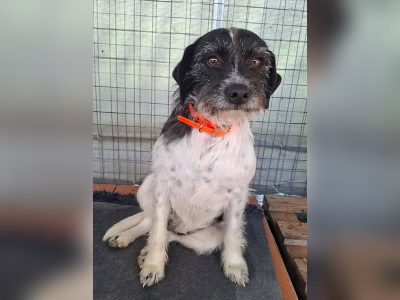 Cara wünscht sich ein Zuhause