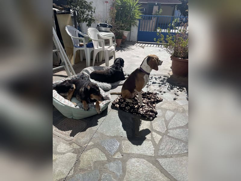 Hera sucht ein liebevolles Zuhause