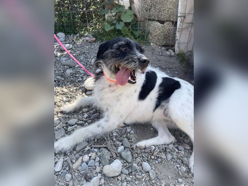 Cara wünscht sich ein Zuhause