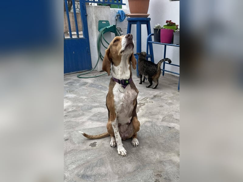 Hera sucht ein liebevolles Zuhause