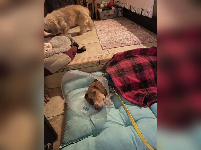 Hera sucht ein liebevolles Zuhause