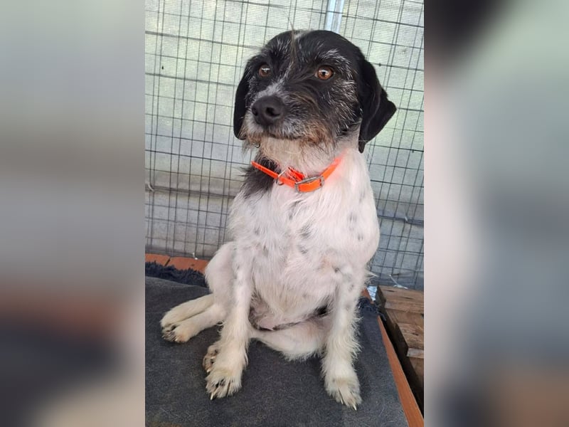 Cara wünscht sich ein Zuhause