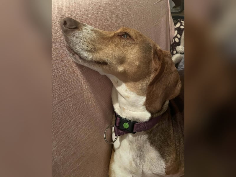 Hera sucht ein liebevolles Zuhause