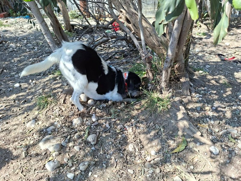 Cara wünscht sich ein Zuhause