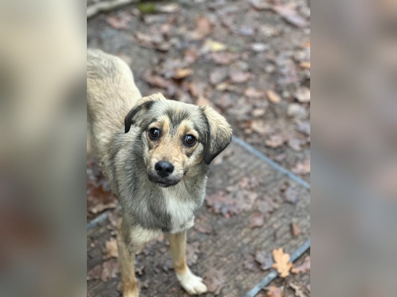 Sissy sucht ihr Traumzuhause