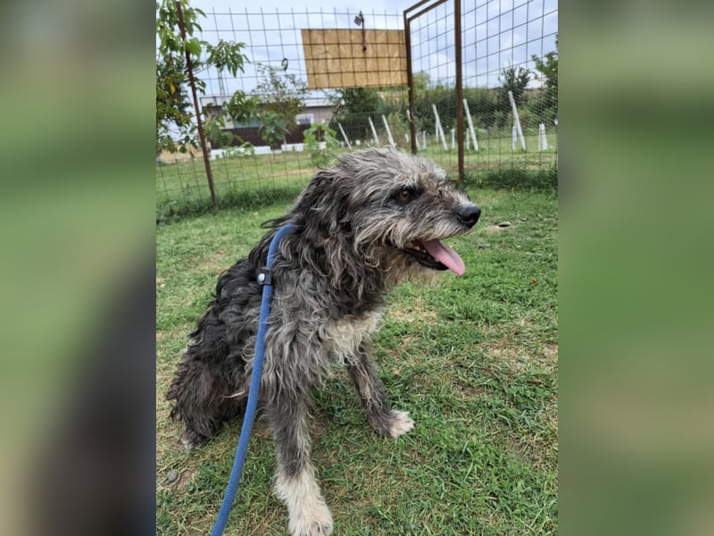 Ringo sucht sein Glück Ringo sucht sein Glück