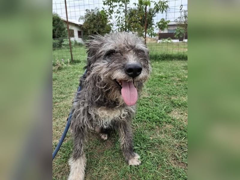 Ringo sucht sein Glück Ringo sucht sein Glück