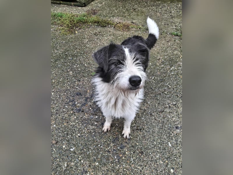 Terrier Mix Lakota möchte ein Zuhause