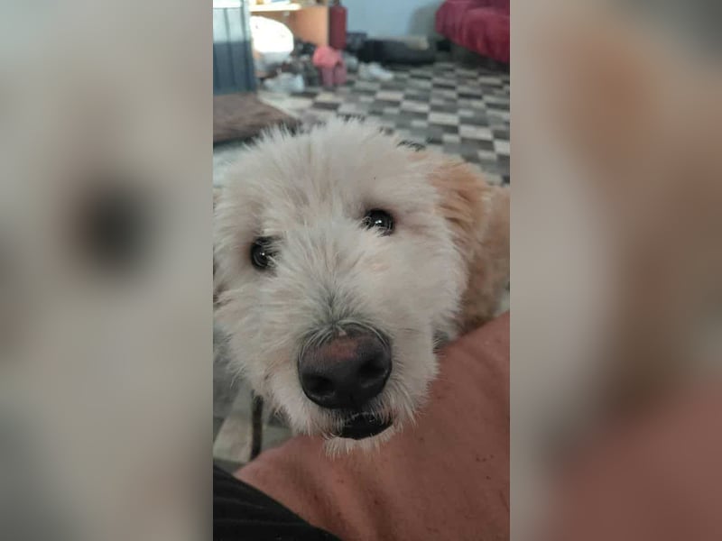 Tino sucht seine Menschen