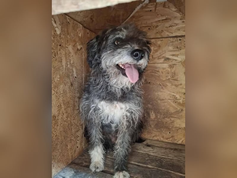 Ringo sucht sein Glück Ringo sucht sein Glück