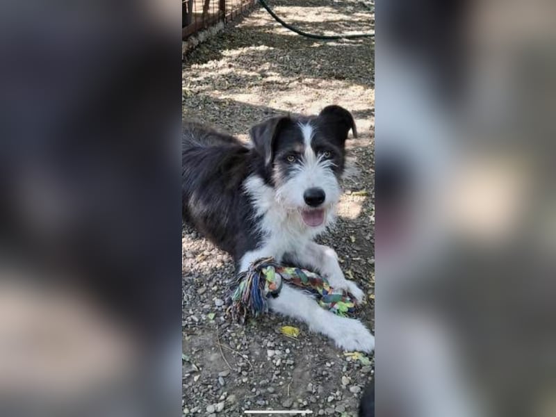 Terrier Mix Lakota möchte ein Zuhause