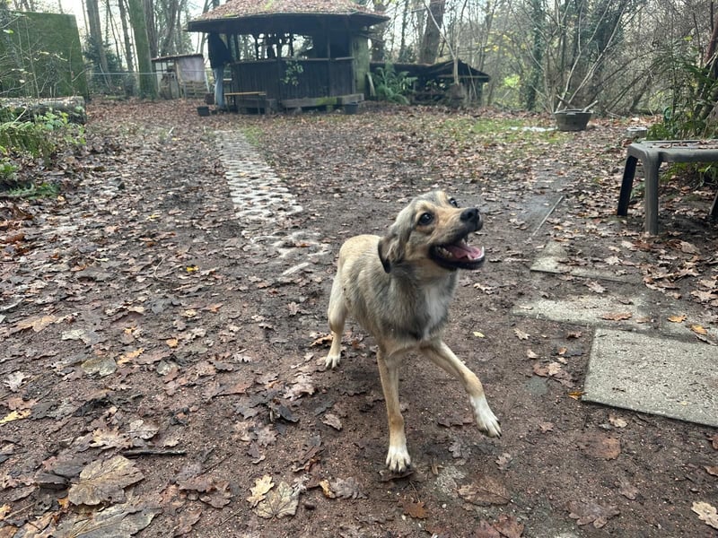 Sissy sucht ihr Traumzuhause