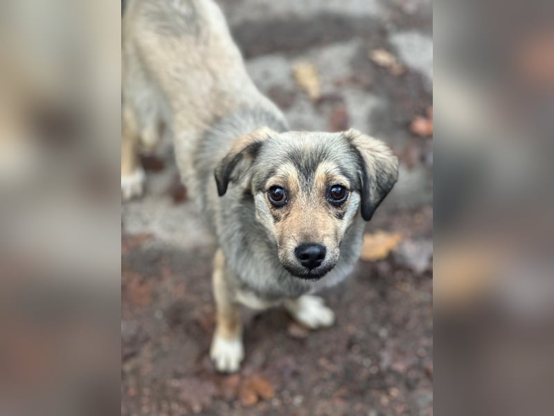 Sissy sucht ihr Traumzuhause