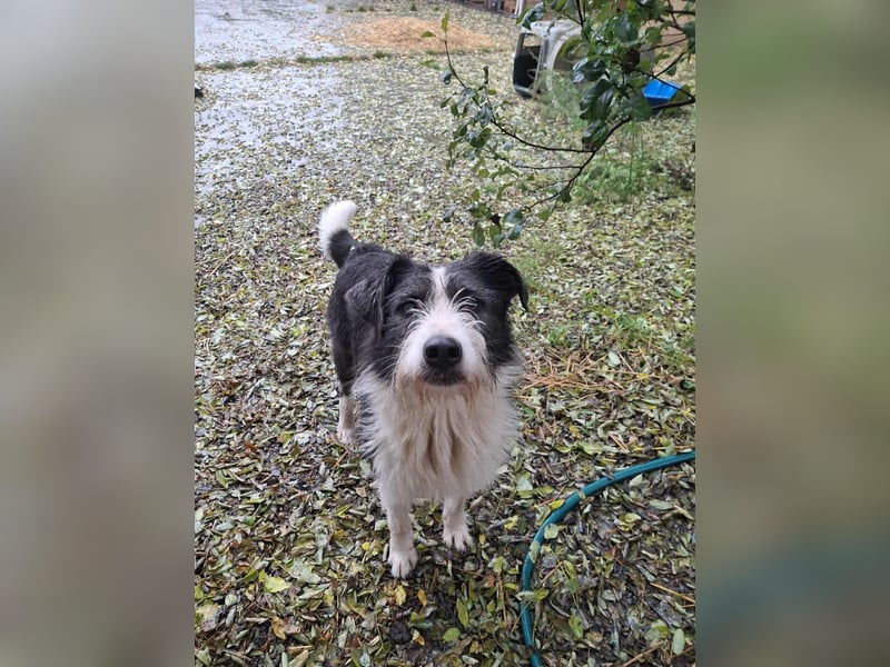 Terrier Mix Lakota möchte ein Zuhause