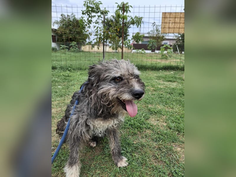 Ringo sucht sein Glück Ringo sucht sein Glück