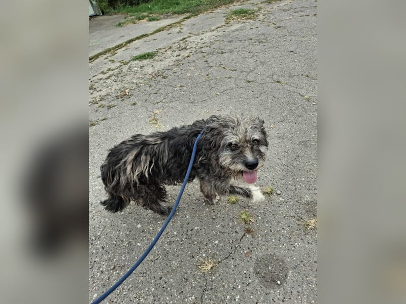 Ringo sucht sein Glück Ringo sucht sein Glück