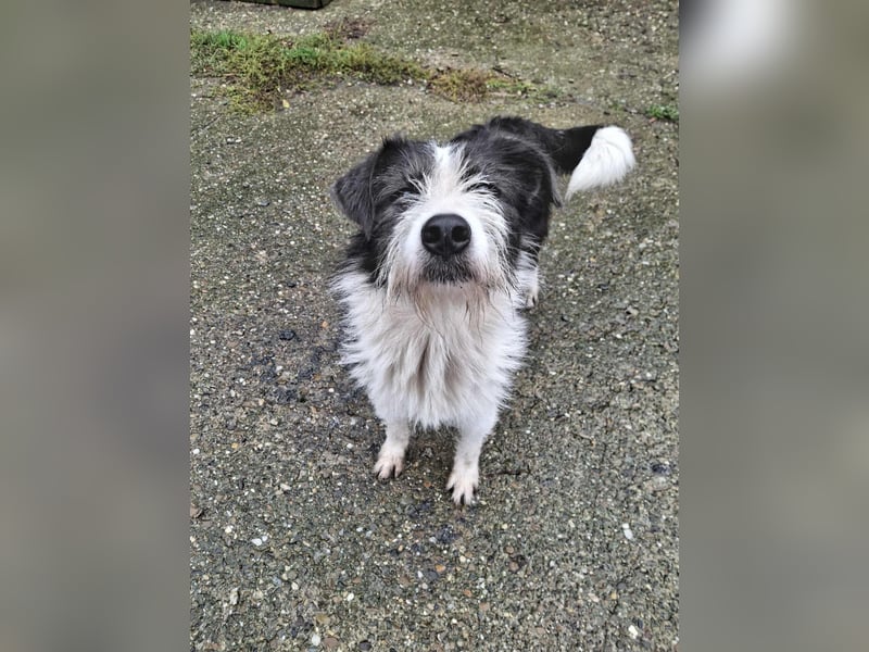 Terrier Mix Lakota möchte ein Zuhause