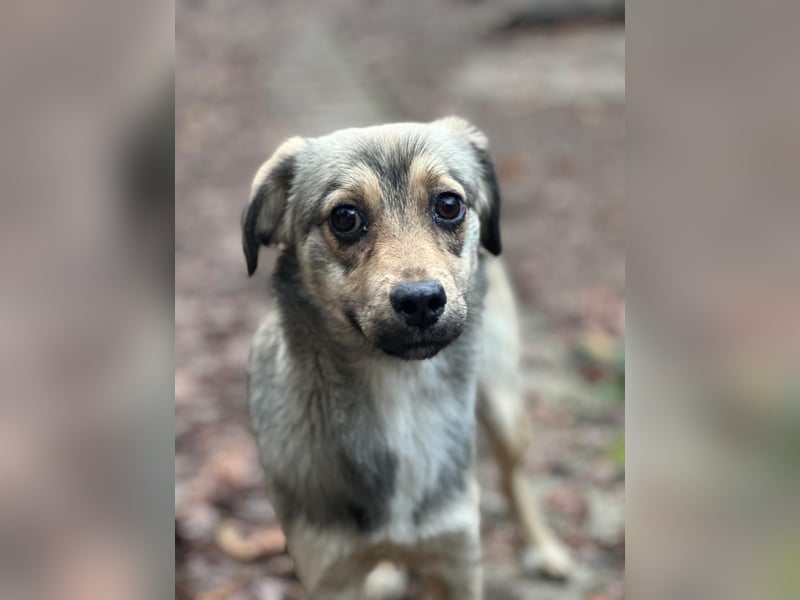 Sissy sucht ihr Traumzuhause