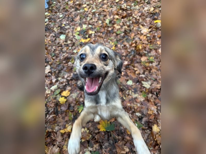 Sissy sucht ihr Traumzuhause