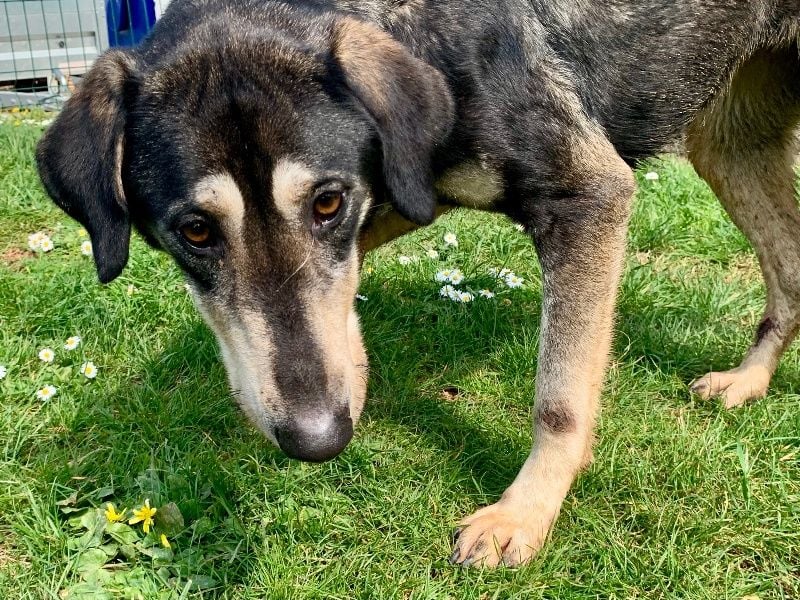 Freundliche Irulan ( * 07/2022 ) sucht ihre Familie