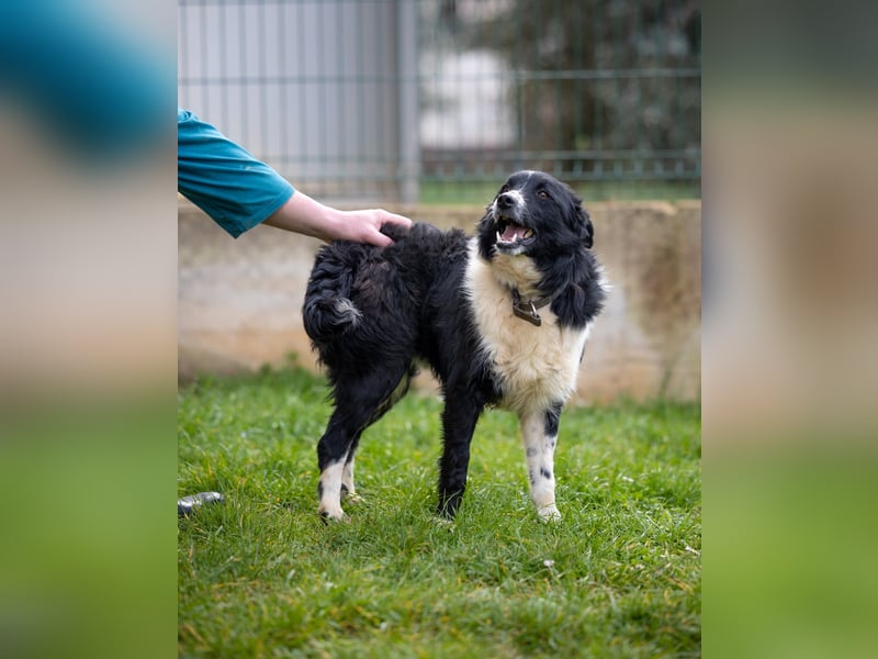 Freundlicher Chancy (*01/2023 ) sucht seine Familie