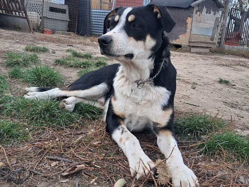 Kleiner Norris ( * 03 / 2025 ) sucht seine Menschen