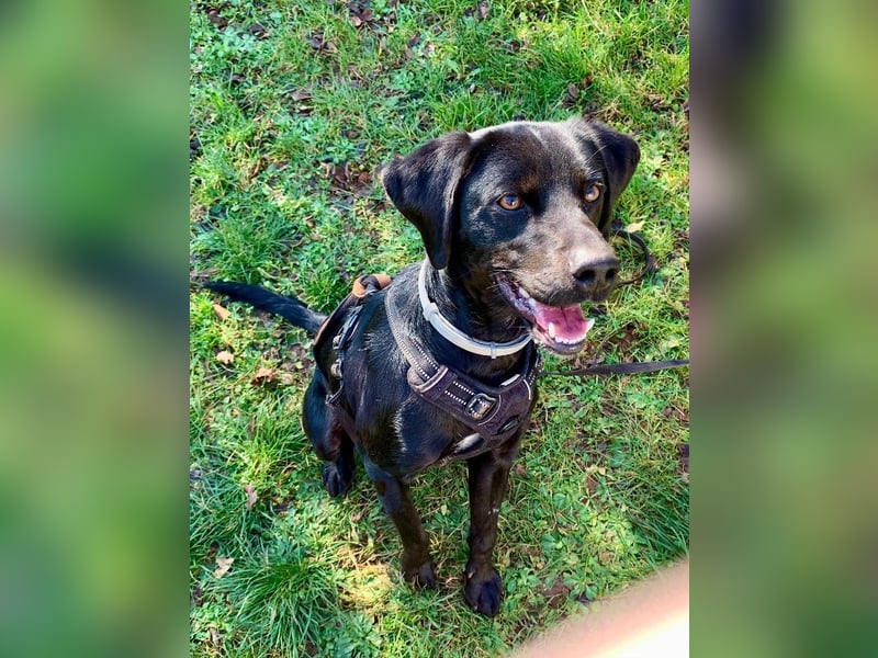 Süßer Zagi ( * 02 / 2022 ) sucht seine Menschen