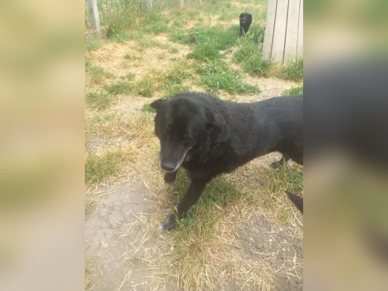 Senior Crnilo ( * 10 / 2015 ) sucht seine Familie