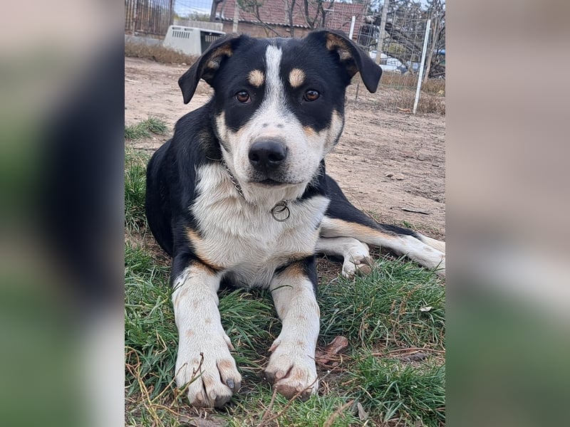 Kleiner Norris ( * 03 / 2025 ) sucht seine Menschen