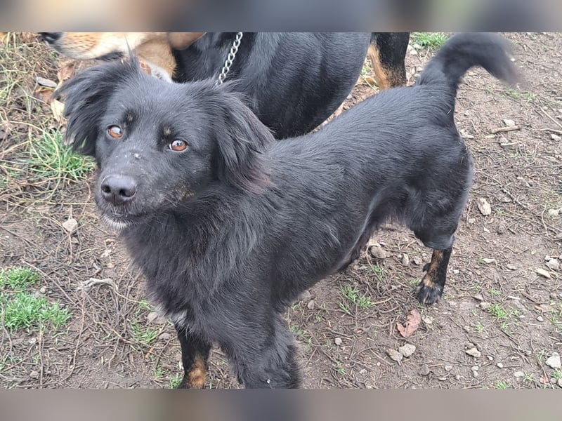 Süße Sophie ( * 05 / 2024 ) sucht ihre Menschen