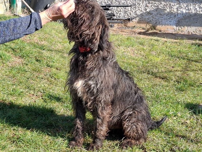 Freundlicher Ezra ( * 04/2024 ) sucht seine Familie