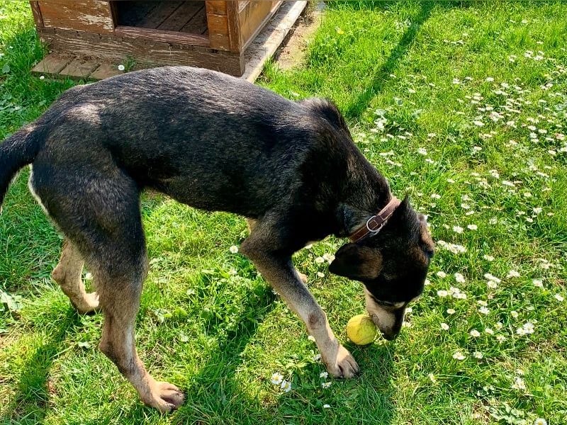 Freundliche Irulan ( * 07/2022 ) sucht ihre Familie