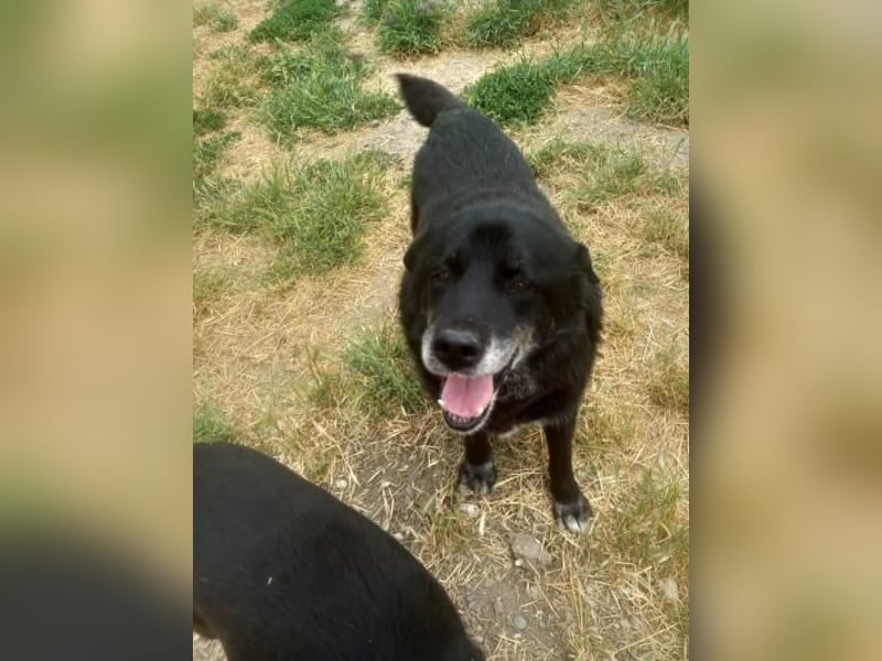 Senior Crnilo ( * 10 / 2015 ) sucht seine Familie