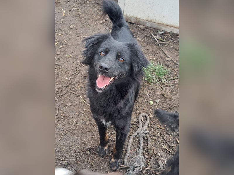 Süße Sophie ( * 05 / 2024 ) sucht ihre Menschen